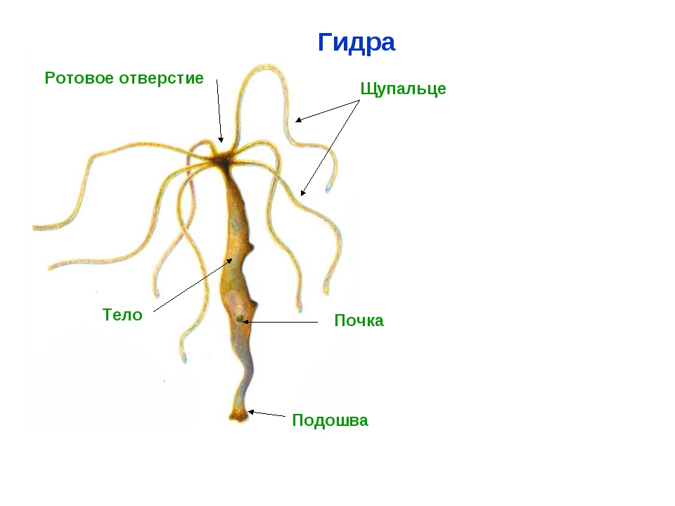 Кракен дарк ссылка